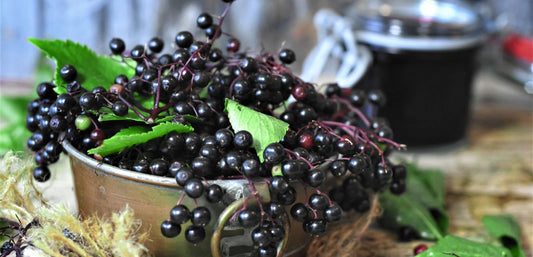 5 Health Benefits To Consuming Elderberry Supplements This Year