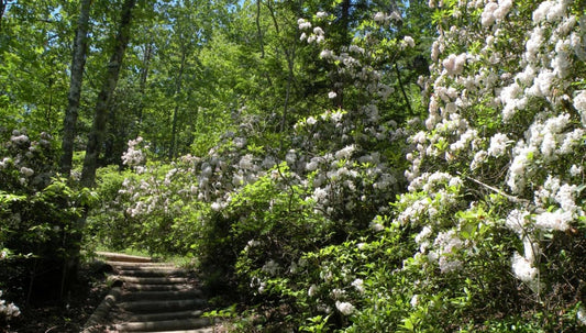 Go to These Tennessee Small Towns for Springtime Events